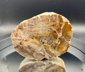 Polished Petrified Wood from Madagascar